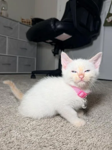 Snowball thumbnail 3
