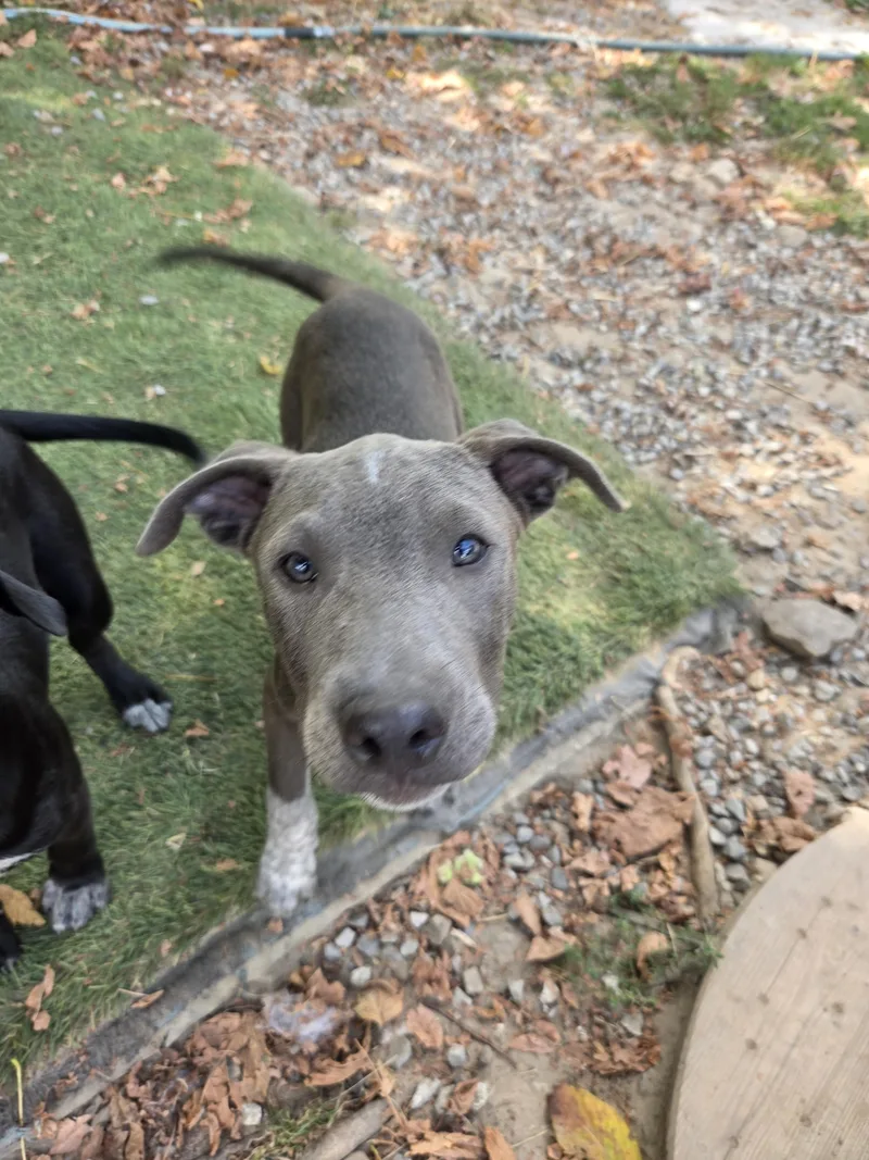 A baby large-sized male Staffordshire Bull Terrier dog named Smoke for adoption in Tracy City , TN