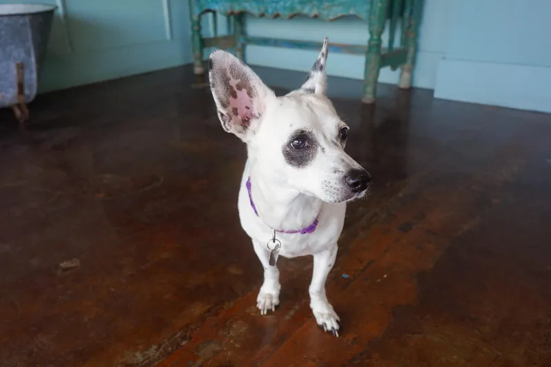 An adult small-sized female Rat Terrier dog named Pepita for adoption in San Antonio, TX