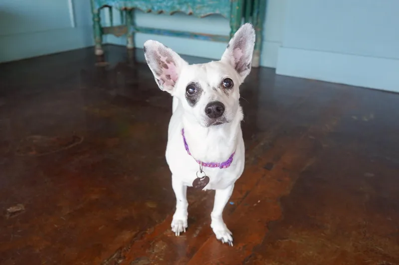 Pepita thumbnail 2