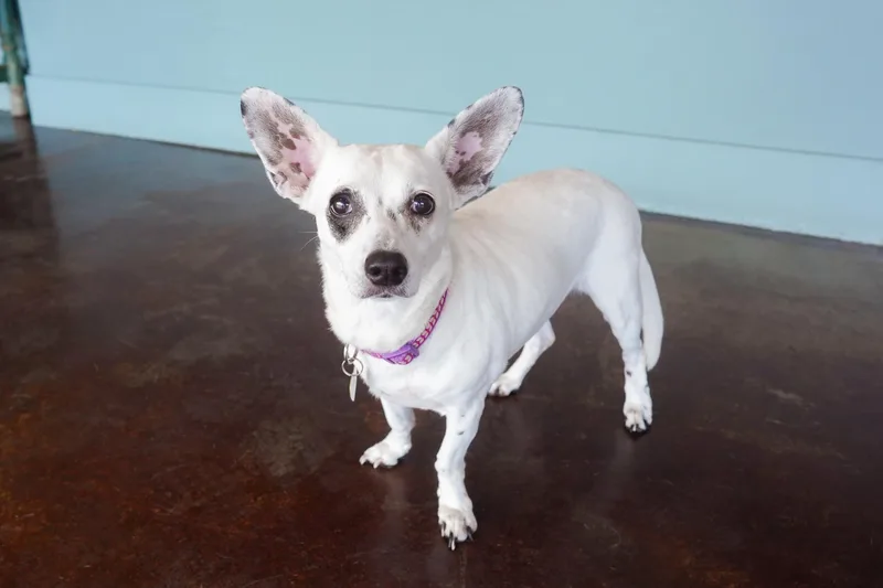 Pepita thumbnail 3