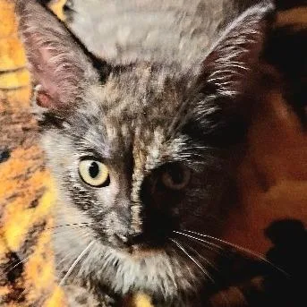A baby small-sized female Tortoiseshell Domestic Short Hair cat named Josie for adoption in Fairfax Station, VA