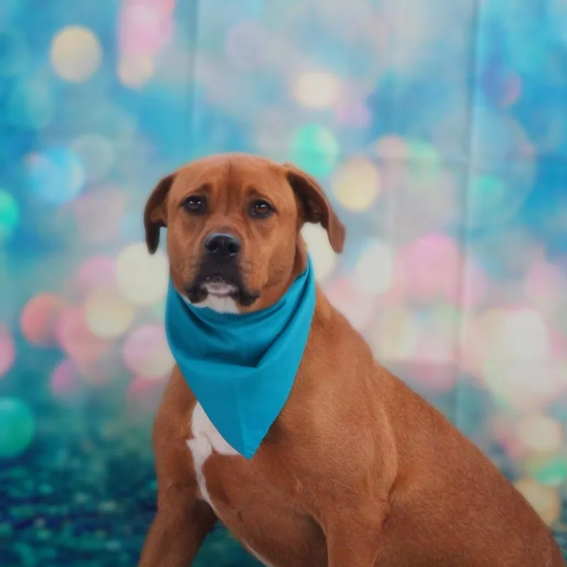 A senior medium-sized male Red / Chestnut / Orange American Staffordshire Terrier dog named Rhodi JuM for adoption in Austin, TX
