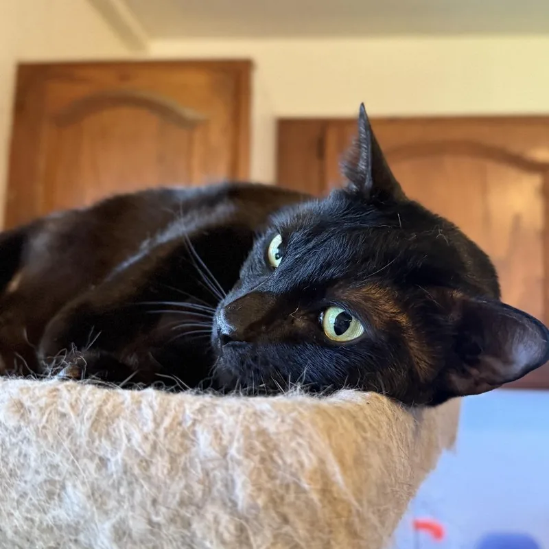 An adult large-sized female Black Domestic Short Hair cat named Mahealani for adoption in Wahiawa, HI