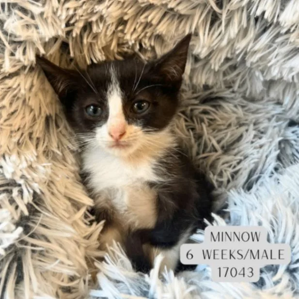 A baby medium-sized male Black & White / Tuxedo Domestic Short Hair cat named Minnow for adoption in Supply, NC