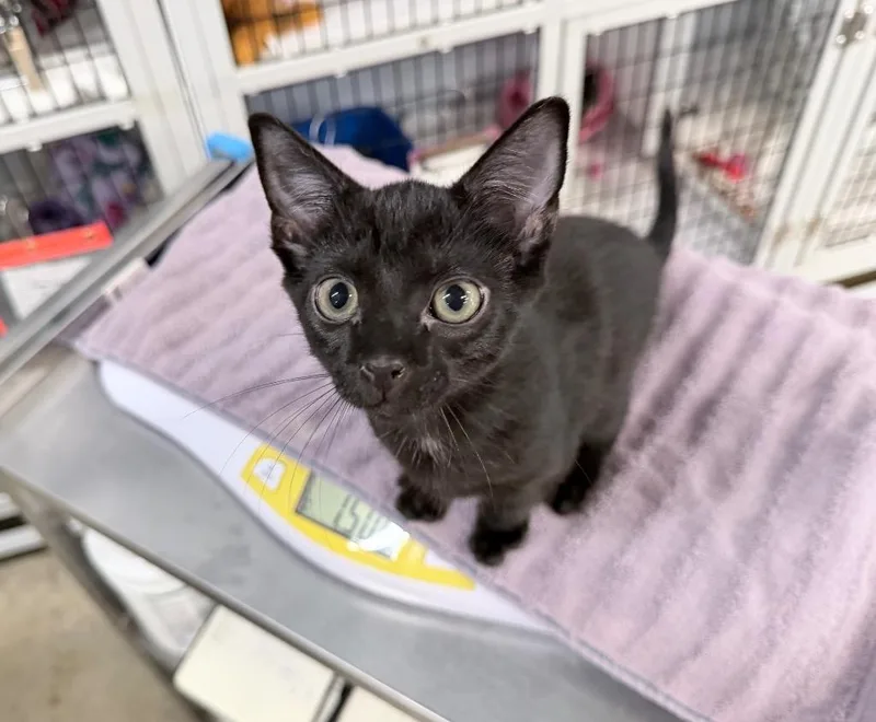 A baby medium-sized male Domestic Short Hair cat named Mullet for adoption in Raleigh, NC