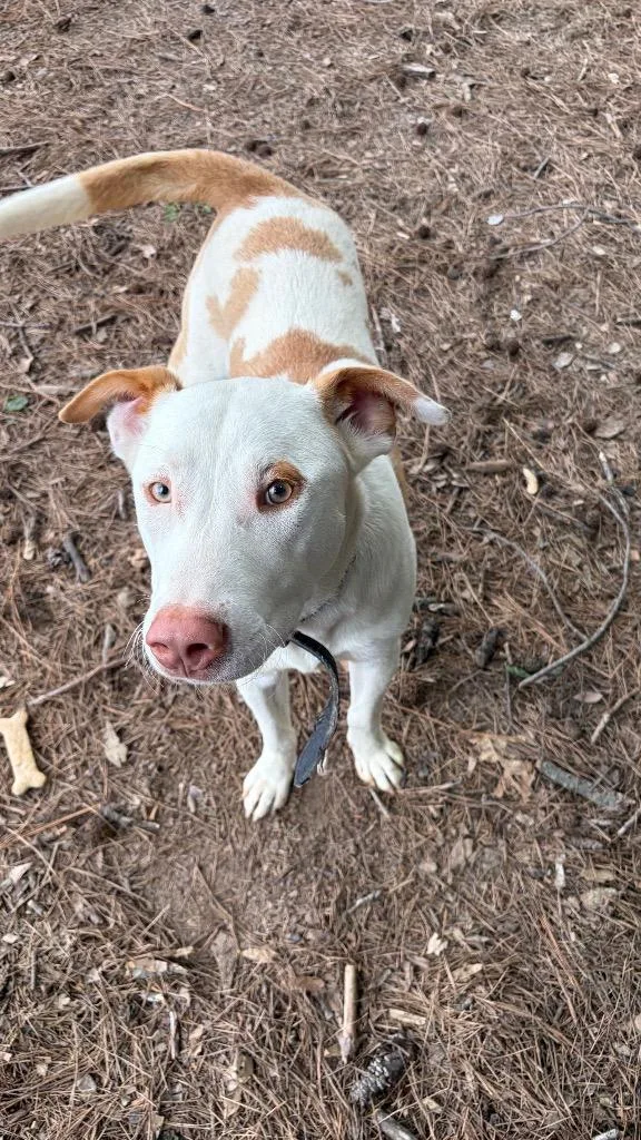 A young large-sized male Labrador Retriever dog named Harvey for adoption in Little Rock, AR