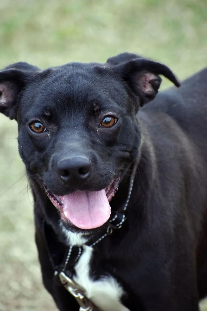A young medium-sized female Black Patterdale Terrier / Fell Terrier dog named Jolene for adoption in Ville platte, LA