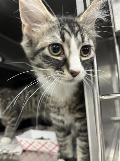 A baby small-sized female Domestic Medium Hair cat named Cardamom for adoption in West Chester, PA