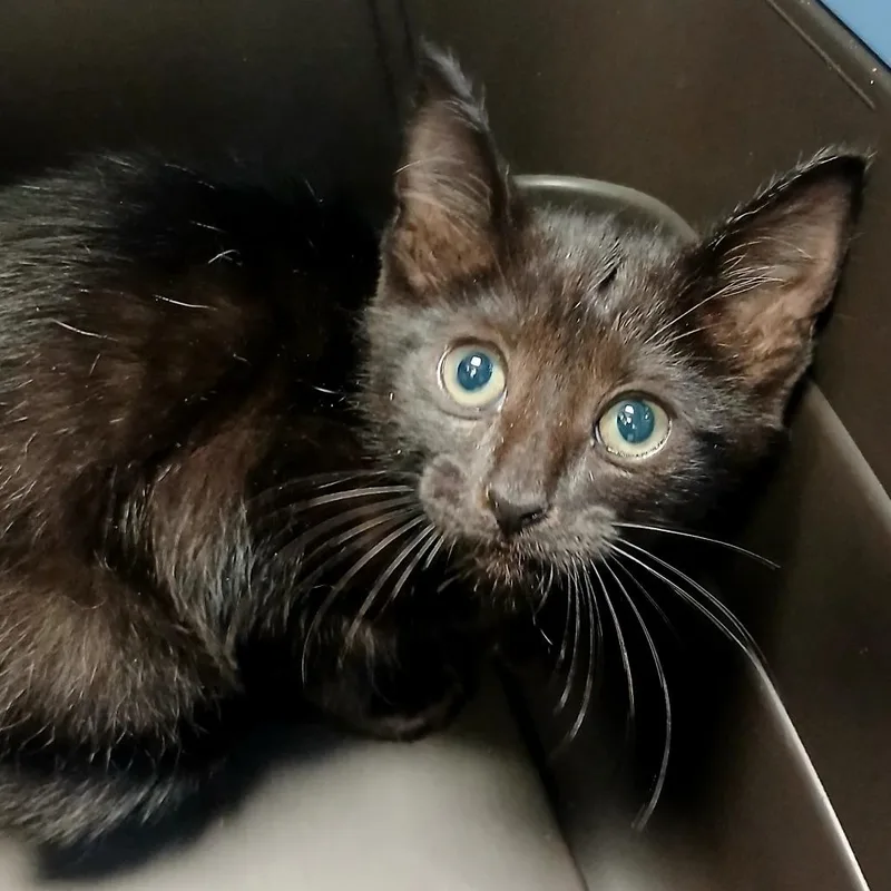 A baby small-sized female Black Domestic Short Hair cat named Viola for adoption in West Olive, MI