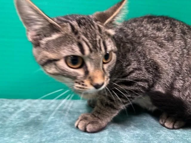 Captain Finn thumbnail 2