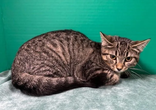 Captain Finn thumbnail 3