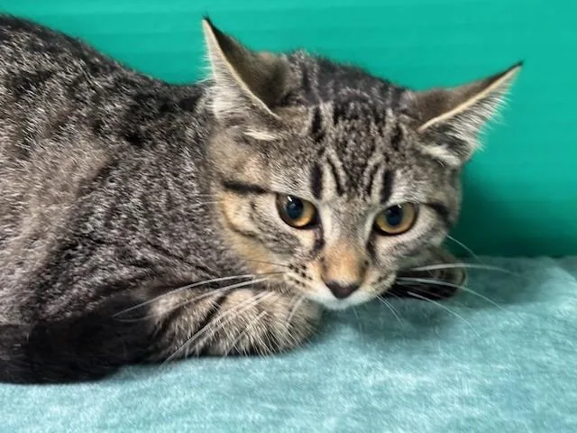 Captain Finn thumbnail 4