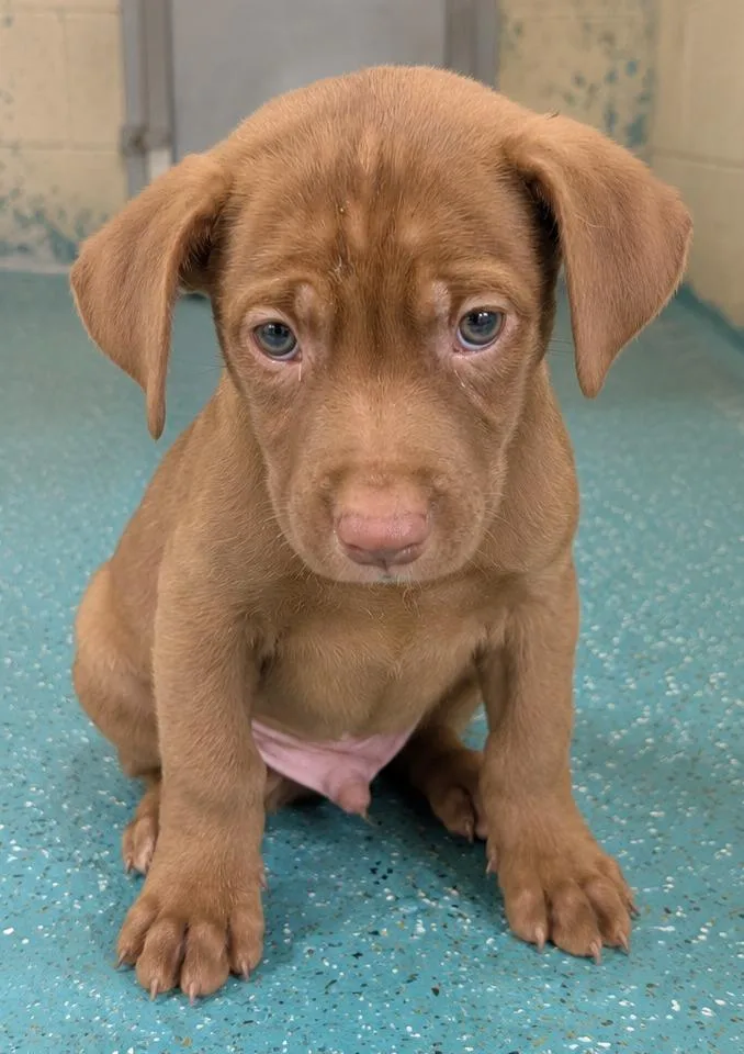 A baby medium-sized male Labrador Retriever dog named SImba for adoption in Seven Points, TX