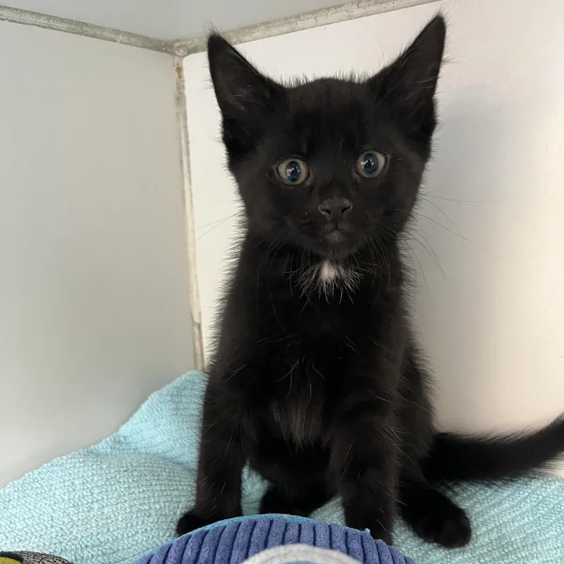 A baby small-sized male Black Domestic Short Hair cat named Space Suit for adoption in Newark, NJ