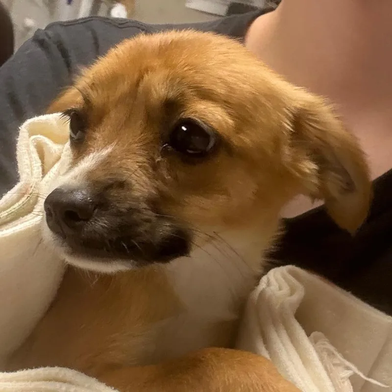 A baby small-sized female Brown / Chocolate Chihuahua dog named Poly for adoption in Yuma, AZ