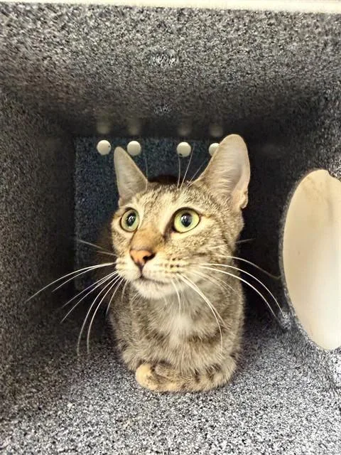 A young medium-sized female Domestic Short Hair cat named Galena for adoption in Naples, FL