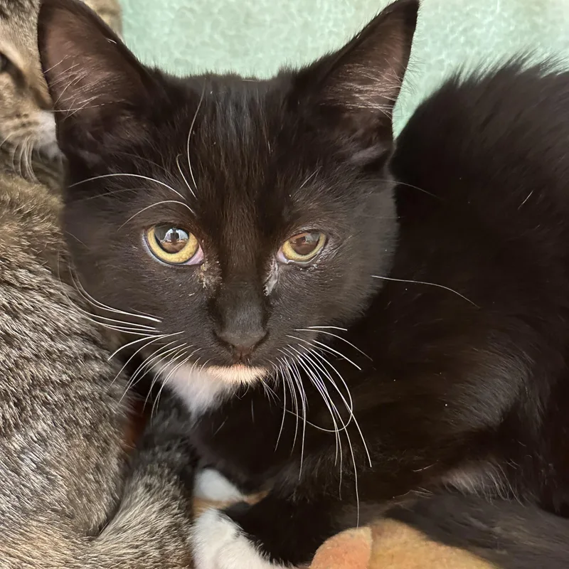 A baby medium-sized male Black Domestic Short Hair cat named Bourbon for adoption in Manassas, VA