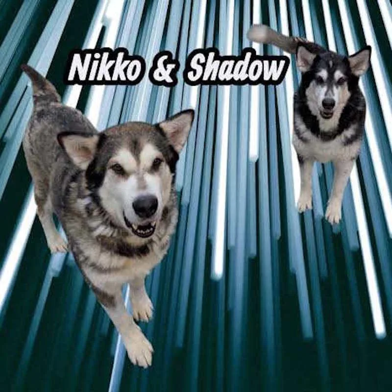 Nikko And Shadow