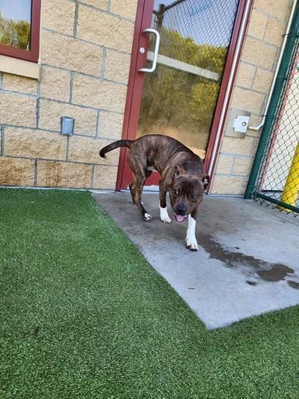 An adult large-sized male Mixed Breed dog named Fajita for adoption in Independence, MO
