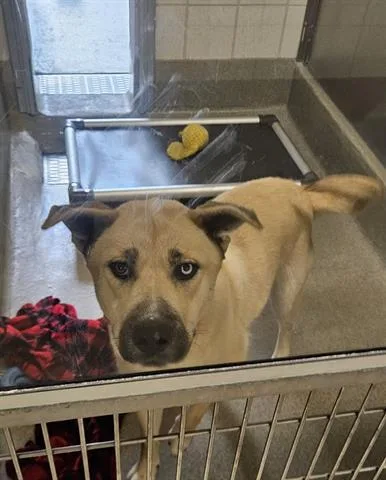 A young large-sized female Akita dog named Blue for adoption in San Martin, CA