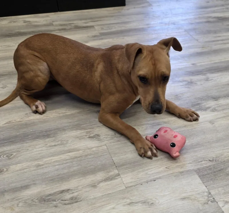 Buttercup thumbnail 2