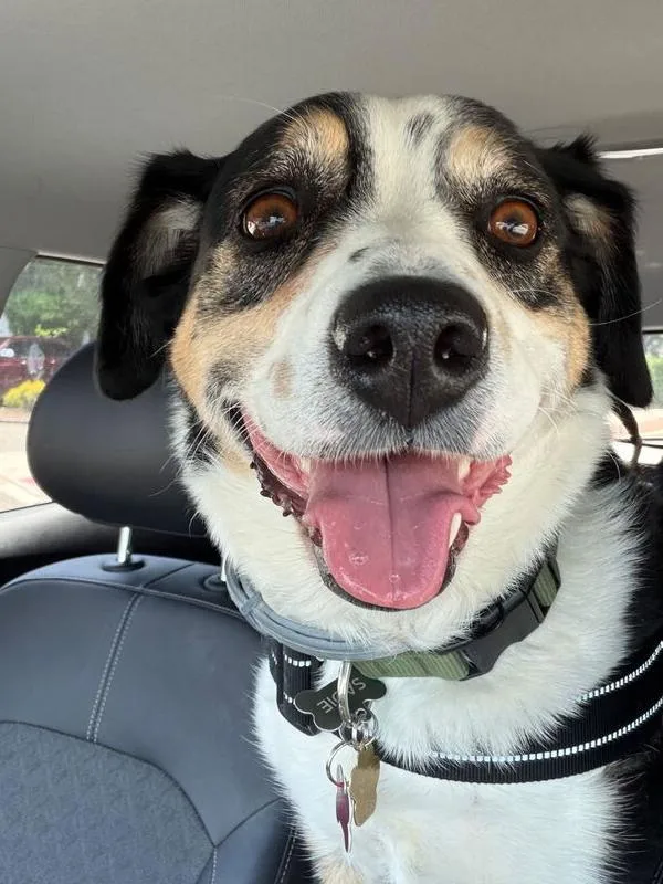 An adult medium-sized female Australian Cattle Dog / Blue Heeler dog named Sadie for adoption in Caldwell, NJ