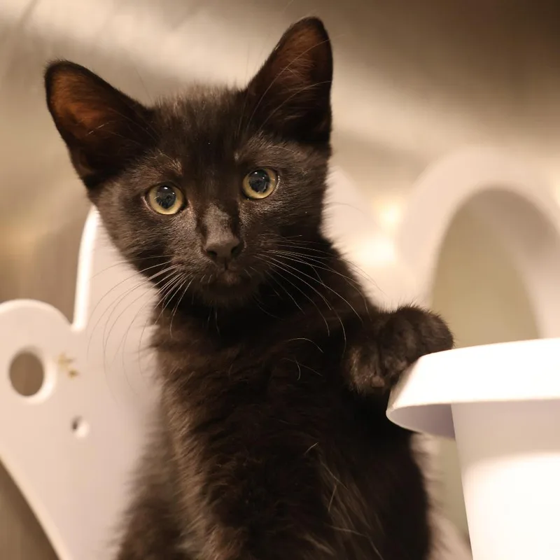 A baby small-sized male Black Domestic Short Hair cat named Aspen for adoption in Briarcliff Manor, NY