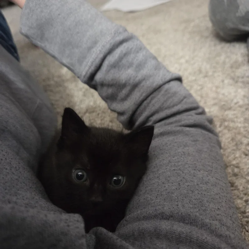 A baby medium-sized female Black Domestic Short Hair cat named Licorice for adoption in Hillsboro, OR