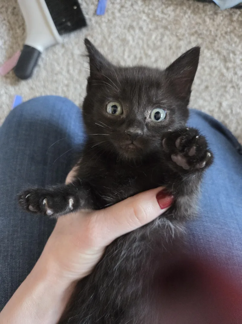 Licorice thumbnail 2