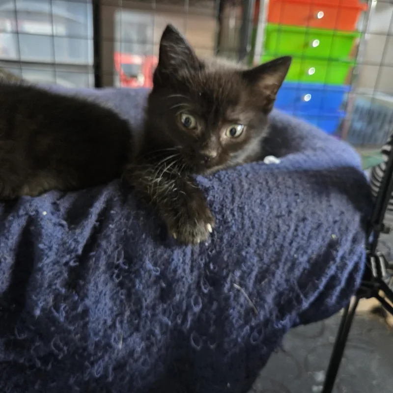 Licorice thumbnail 3