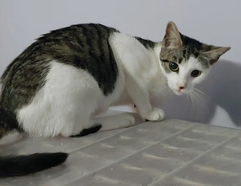 A young medium-sized female Domestic Short Hair cat named Josie for adoption in Pompano Beach, FL