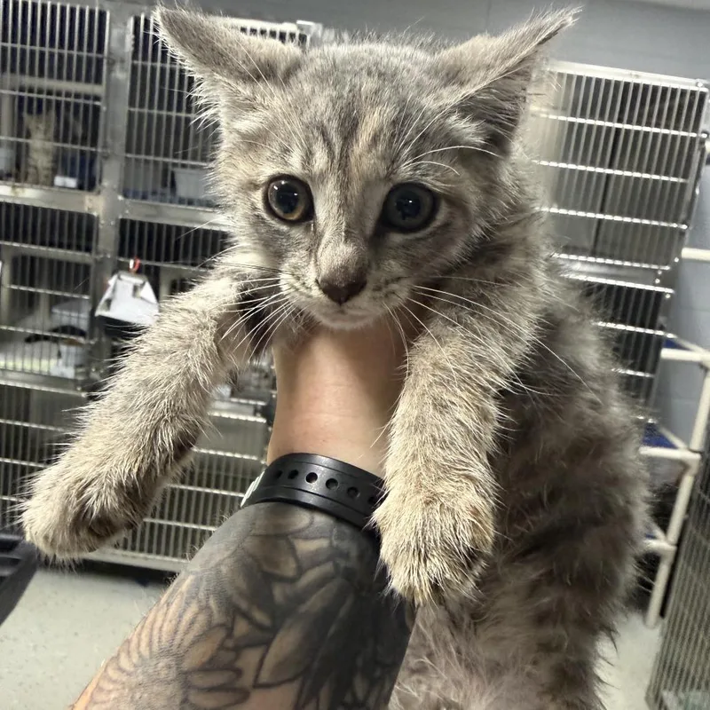A baby small-sized female Torbie Domestic Short Hair cat named Diem for adoption in Marion, VA