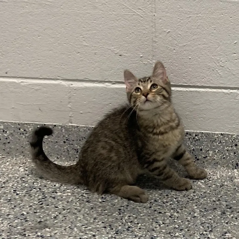 A baby small-sized male Brown / Chocolate Domestic Short Hair cat named Bart for adoption in Dayton, OH