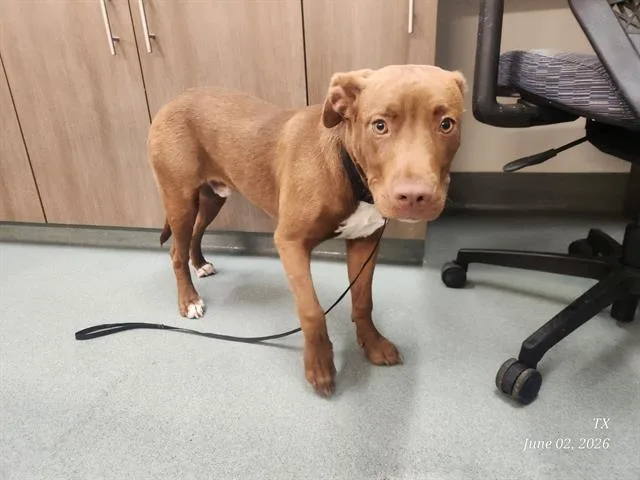 A young medium-sized male Pit Bull Terrier dog named Alexander for adoption in Baytown, TX