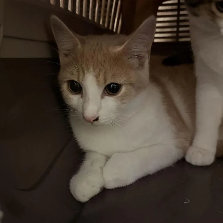 A baby medium-sized male Cream / Ivory Domestic Short Hair cat named Greg for adoption in Davenport, IA