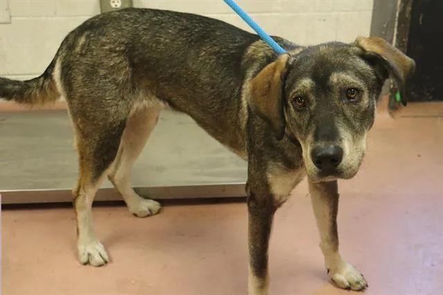 A young large-sized female Mixed Breed dog named Sky for adoption in Columbia, SC