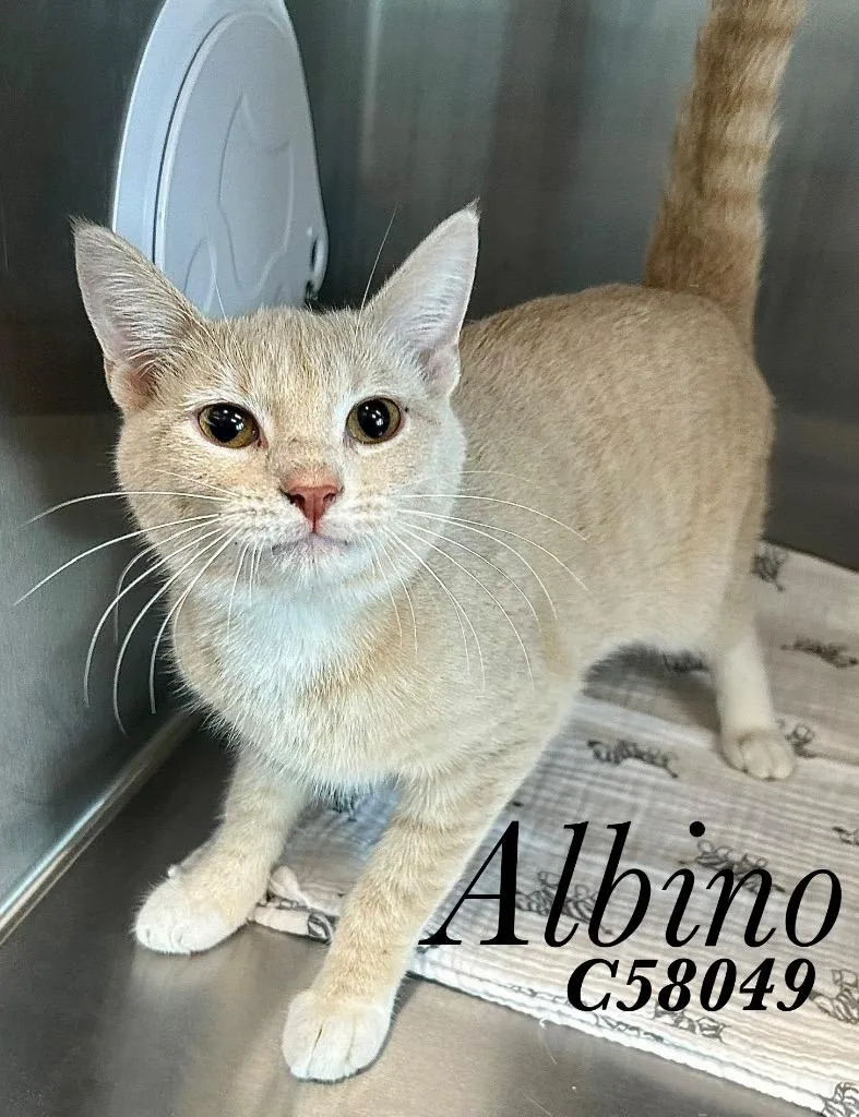 A young medium-sized male Domestic Short Hair cat named Albino for adoption in Clarksville, TN
