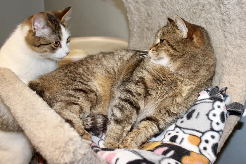 Meekelle thumbnail 2