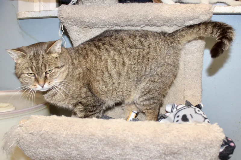 Meekelle thumbnail 4