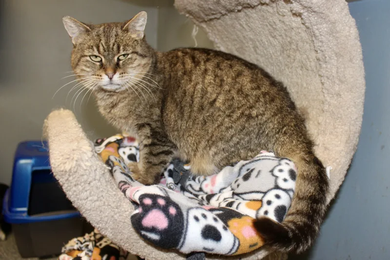 Meekelle thumbnail 5