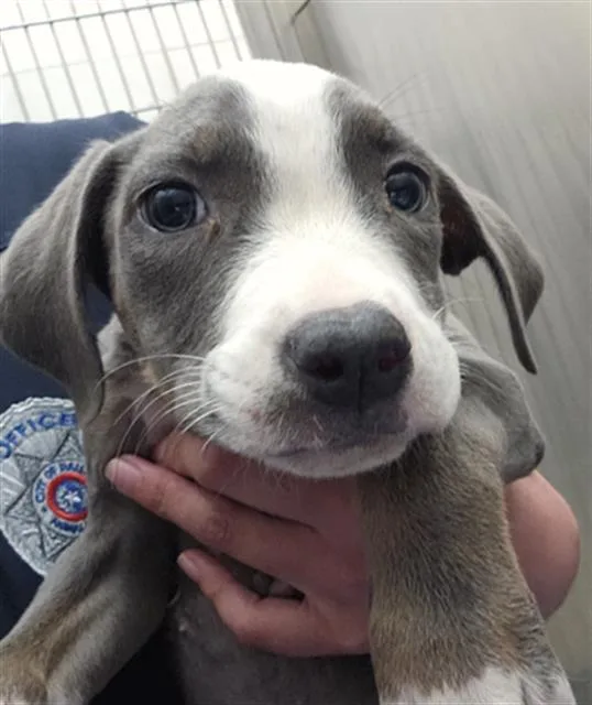 A baby small-sized female Mixed Breed dog named Bell for adoption in Dallas, TX