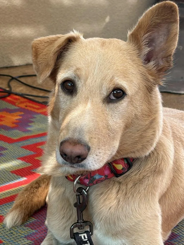 A young large-sized female White / Cream Collie dog named Chablis for adoption in Pleasant Hill, CA