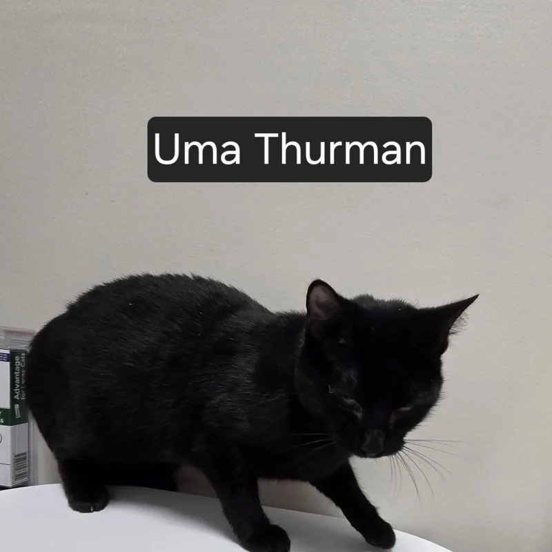 Uma
