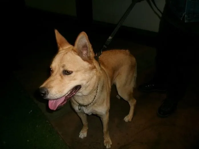 A young large-sized male German Shepherd Dog dog named Summer for adoption in Van Nuys, CA