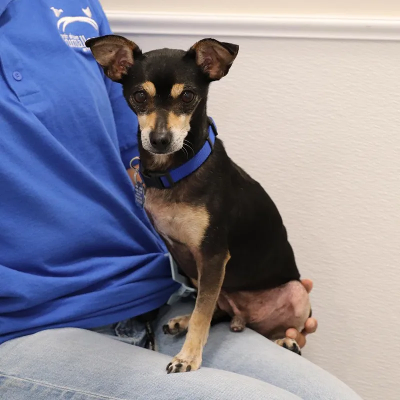 A senior small-sized male Brown / Chocolate Mixed Breed dog named Snoopy for adoption in Port Washington, NY