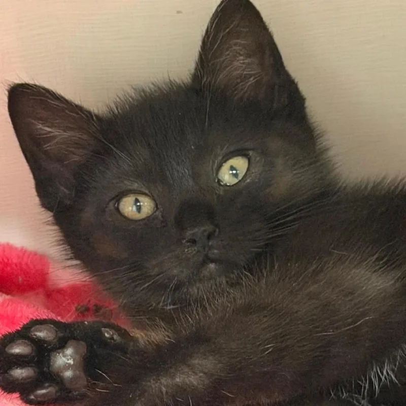 A baby small-sized female Black Domestic Short Hair cat named Inky for adoption in Forest Park, IL
