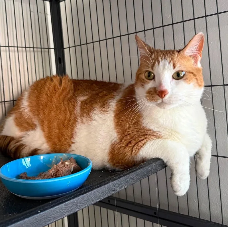 An adult extra large-sized male Orange & White Domestic Short Hair cat named Jason for adoption in Huntington, NY