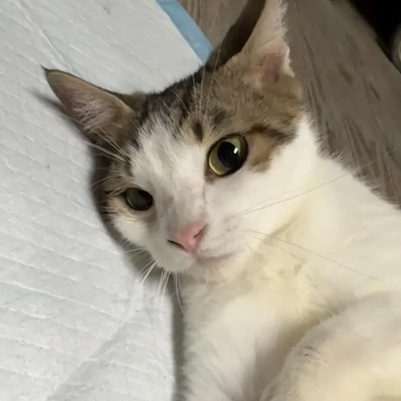 A senior small-sized female White Domestic Short Hair cat named Taylor for adoption in Midland, TX