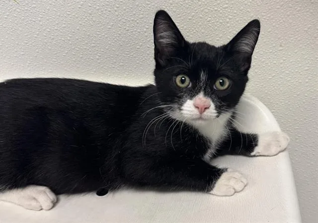 A baby small-sized male Domestic Short Hair cat named Puffin for adoption in Palo Alto, CA